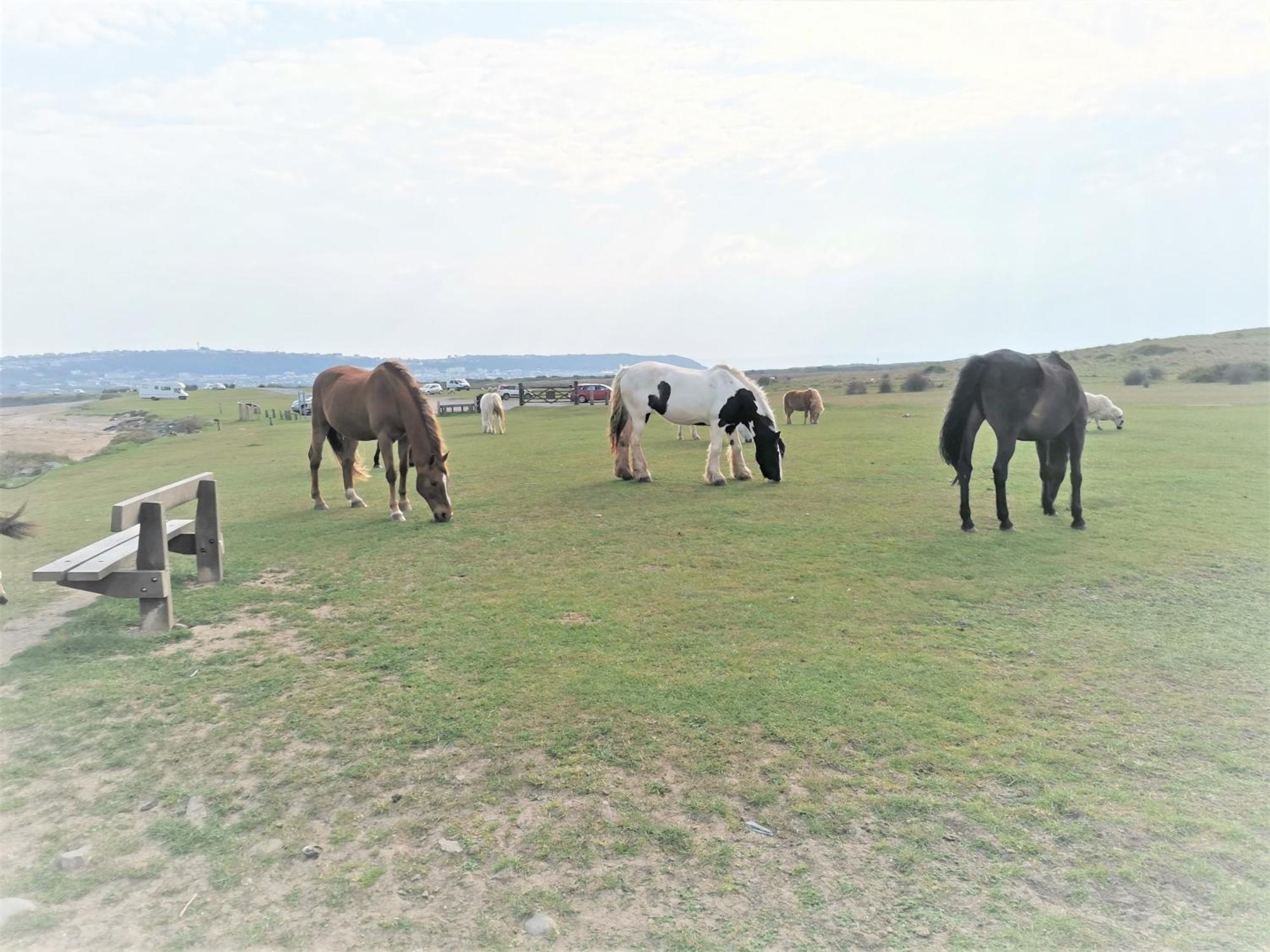 Greenways Valley Holiday Park Грейт-Торрингтон Экстерьер фото